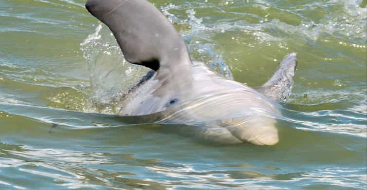 Marco Island: Guided Dolphin Tour With Beach Stop | GetYourGuide