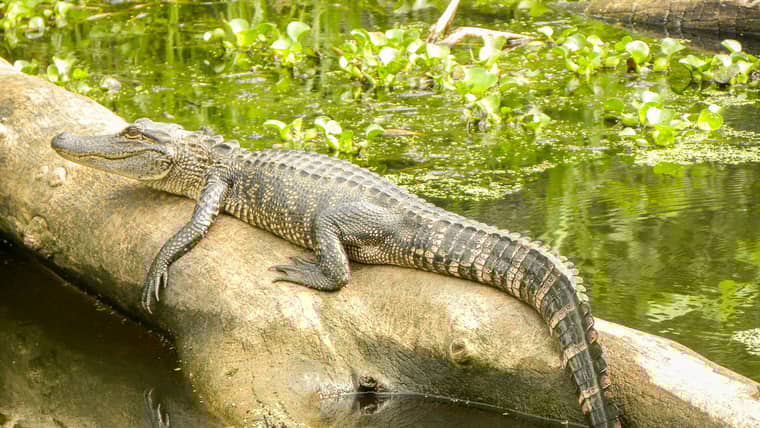 Legjobb programok itt:&amp;lt;br/&amp;gt;Vacherie