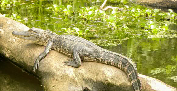 New Orleans Manchac Bayou Swamp Cruise W/ Optional Pick-Up