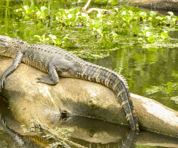 New Orleans Manchac Bayou Swamp Cruise W/ Optional Pick-Up