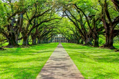 From New Orleans: Oak Alley Plantation and Swamp Day Trip