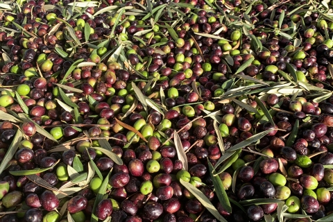 Cadix : Dégustation d'huile d'olive à la campagne
