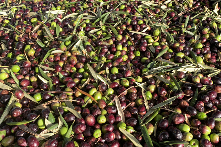 Cádiz: Degustação de vinhos ecológicos em uma fazenda no campo