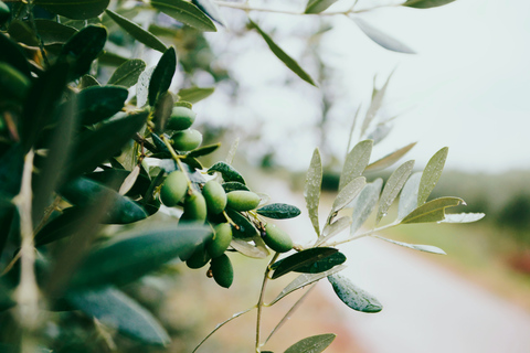 Cadice: Degustazione di vini ecologici in una finca di campagna