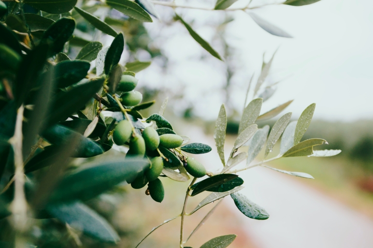 Cadix : Dégustation d'huile d'olive à la campagne