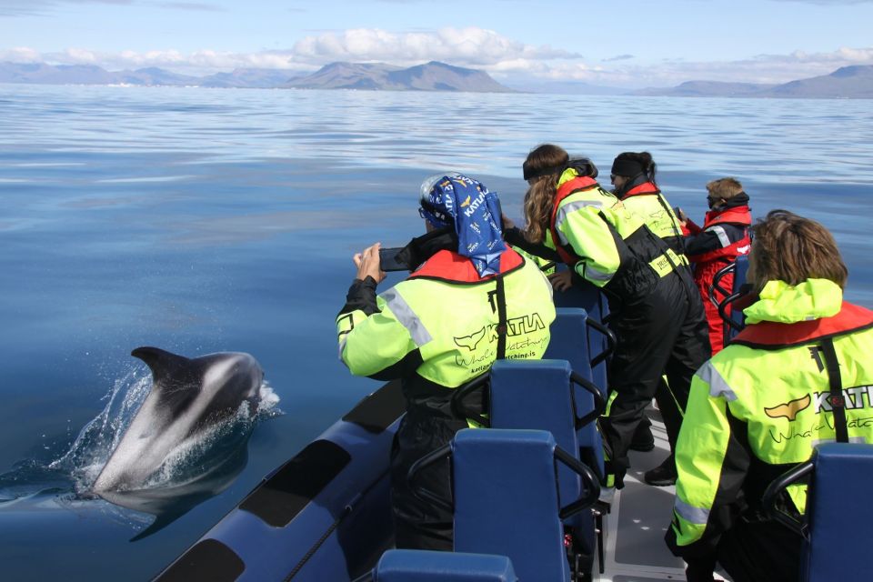 From Reykjavik: Whale Watching Tour by Speedboat 