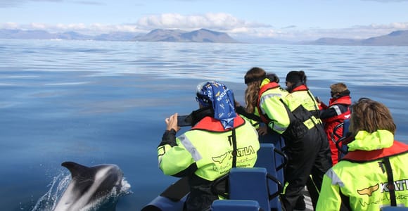 From Reykjavik: Whale Watching Tour by Speedboat