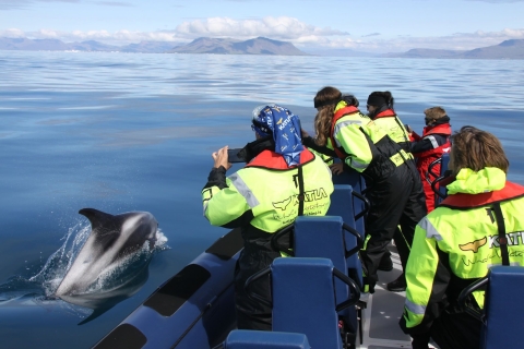 Desde Reykjavik: Tour de avistamiento de ballenas en lancha rápidaDesde Reikiavik: tour de avistamiento de ballenas en lancha motora