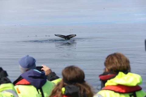 Desde Reykjavik: Tour de avistamiento de ballenas en lancha rápidaDesde Reikiavik: tour de avistamiento de ballenas en lancha motora