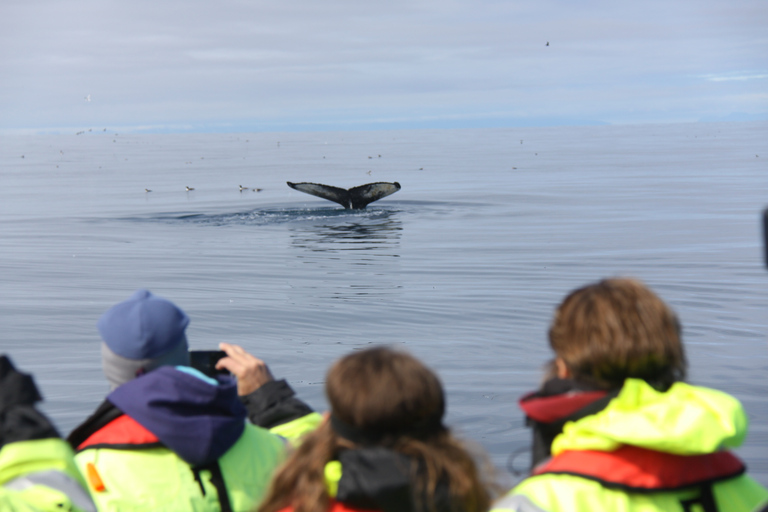 Reykjavik : croisière d’observation de baleines en hors-bord