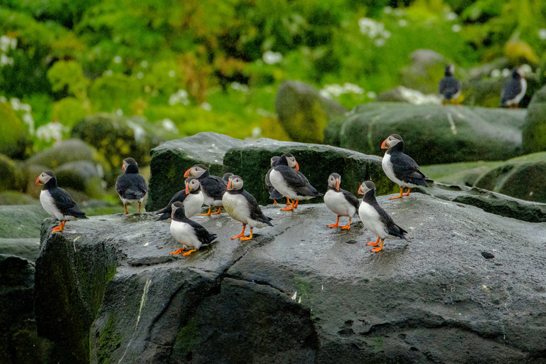 De Reykjavik: passeio de observação de baleias em lancha