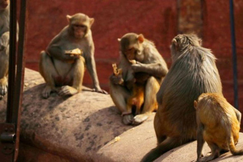 Agra- Old market tour and Food Walk by TUK TUK