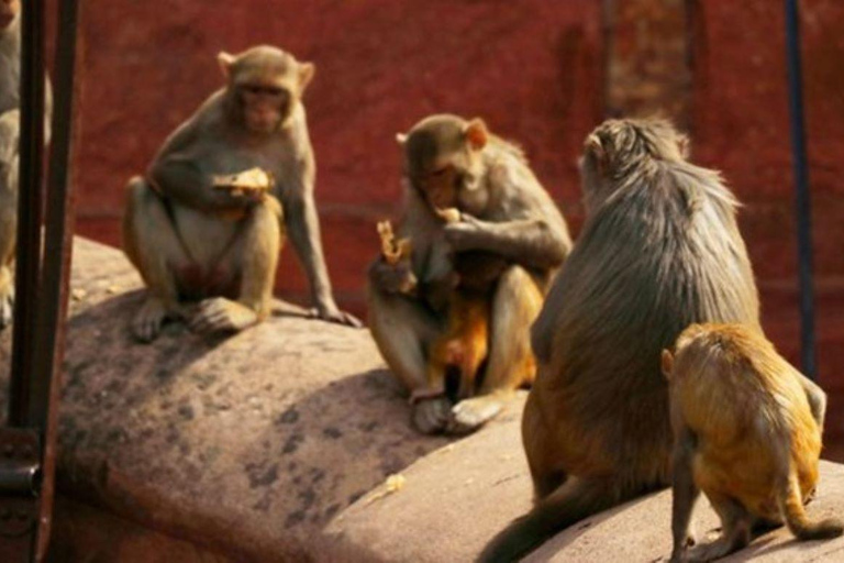 Agra- Old market tour and Food Walk by TUK TUK