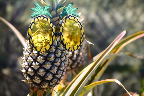 Maui: wycieczka po ananasach