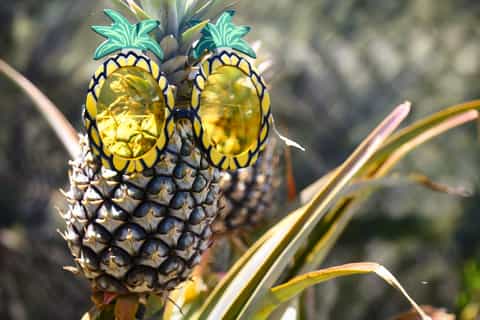 Maui: Pineapple Tour