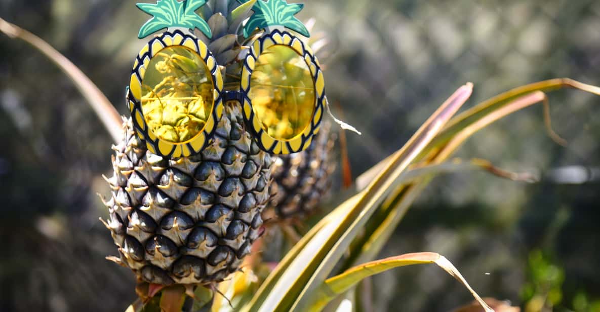 Maui Pineapple Tour GetYourGuide