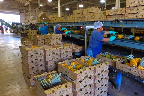 Hali'imaile: tour della fattoria degli ananas