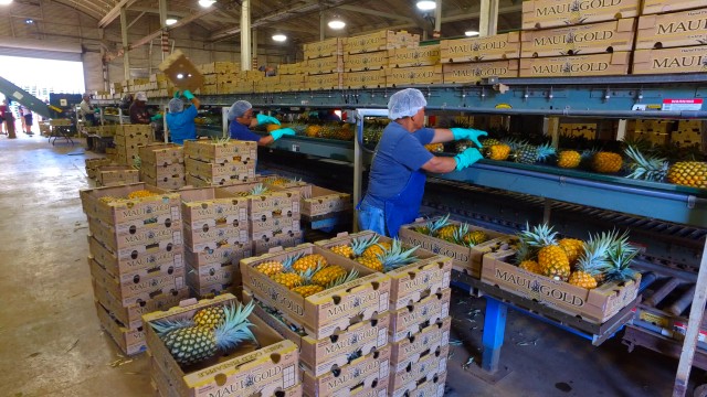 Visit Hali'imaile Pineapple Farm Tour in Kihei, Maui