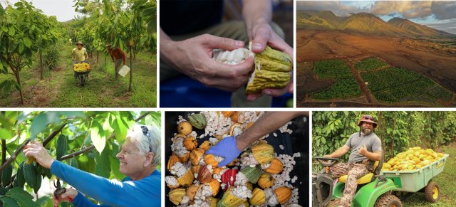 Lahaina: tour guidato e degustazione della fattoria di cacao della tenuta Maui Ku&#039;ia