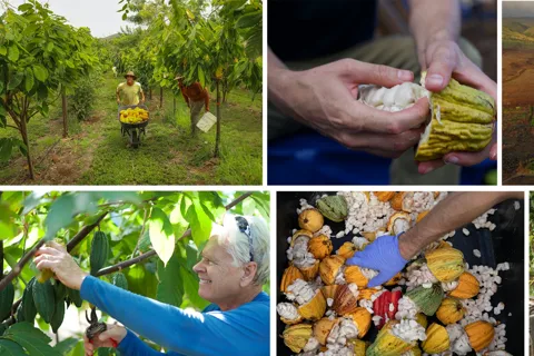 Lahaina: Maui Ku'ia Estate Guided Cacao Farm Tour & Tasting