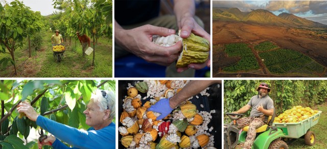 Visit Lahaina Maui Ku'ia Estate Guided Cacao Farm Tour & Tasting in Lahaina