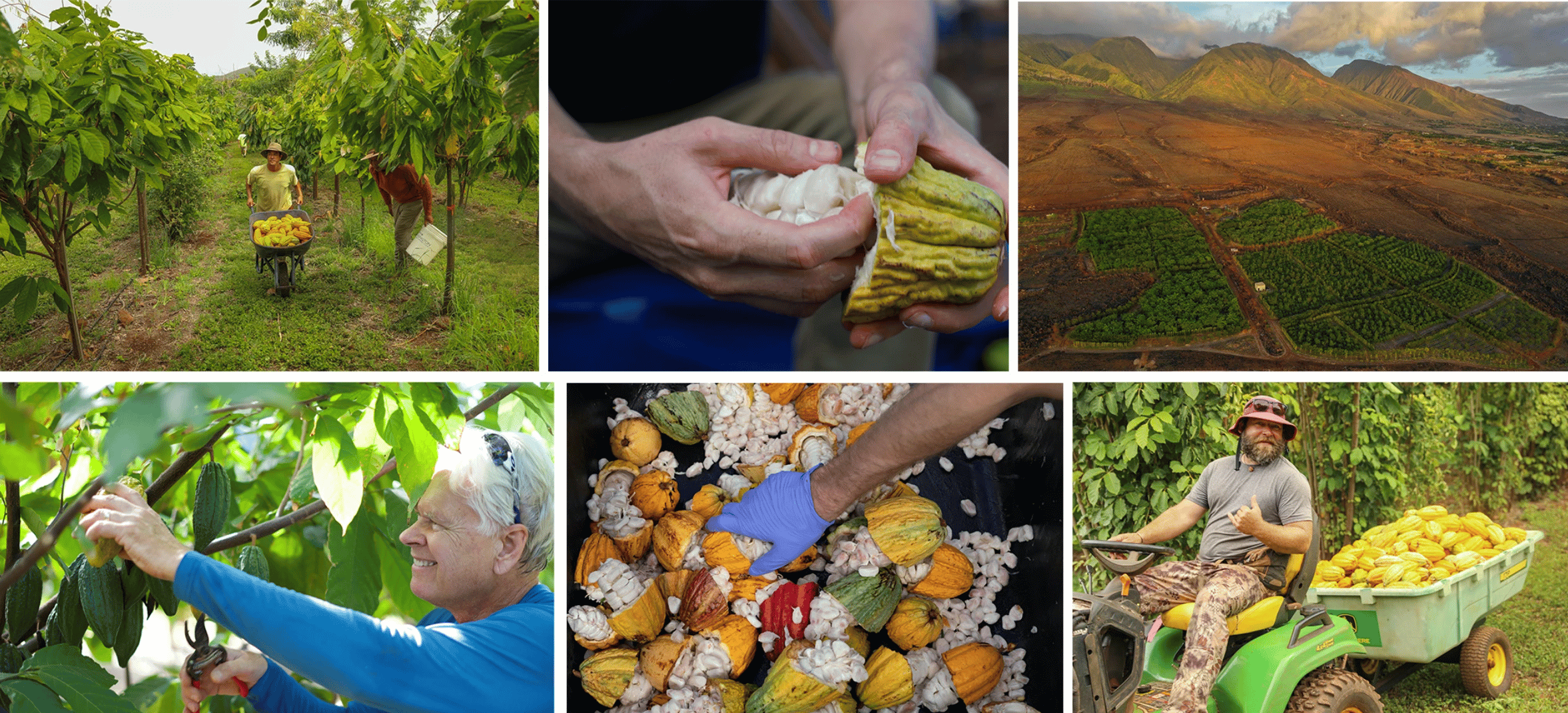 Lahaina: Maui Ku'ia Estate Geführte Kakao-Farm-Tour & Verkostung
