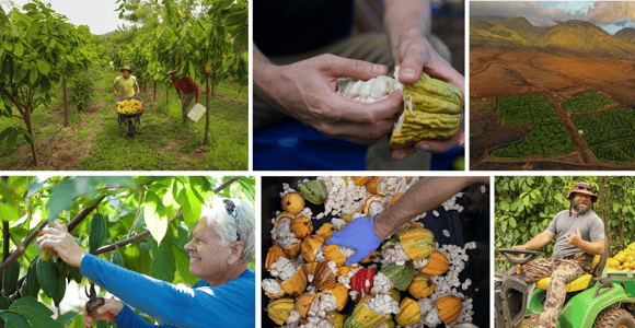 Lahaina: Maui Ku&#39;ia Estate Guided Cacao Farm Tour & Tasting