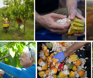 Lahaina: tour guidato e degustazione della fattoria di cacao della tenuta Maui Ku'ia