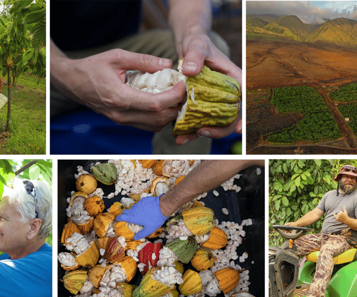 Lahaina: Maui Ku'ia Estate Guided Cacao Farm Tour & Tasting