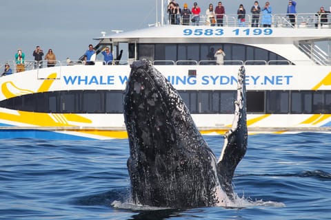 Sydney: 3-Hour Whale Watching Tour by Catamaran