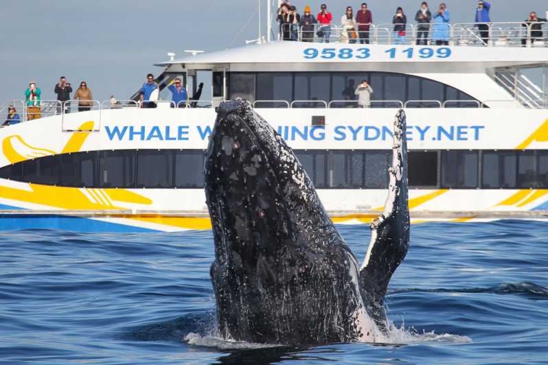 Sydney 3Hour Whale Watching Tour by Catamaran GetYourGuide