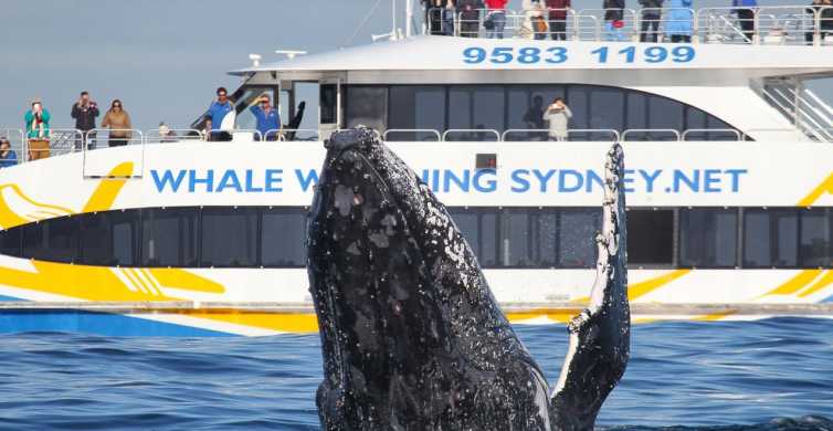 Sydney 3 Hour Whale Watching Tour by Catamaran