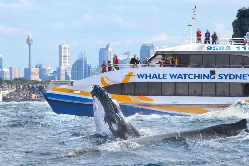 whale watch cruise sydney