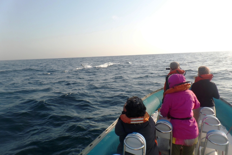 Durban: boottocht walvissen en dolfijnen spottenDurban: Durban: boottocht walvissen en dolfijnen spotten