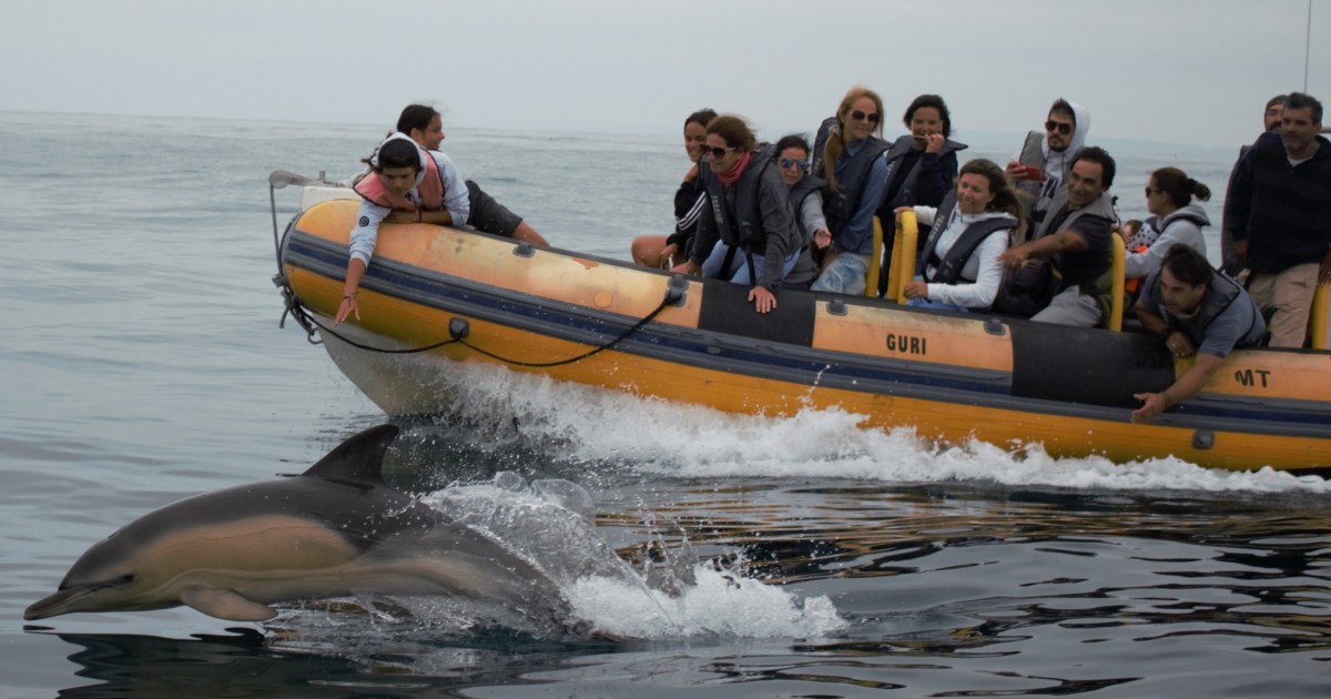 excursion dauphin marseille