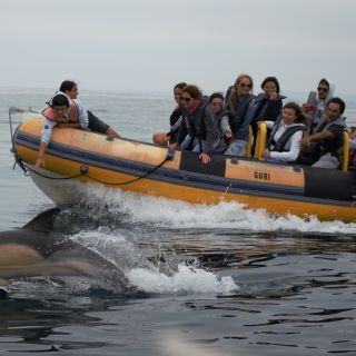 Peniche: viaggio in barca sulla rotta dei delfini