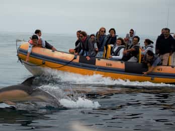 Peniche: Dolphin Route Boat Trip