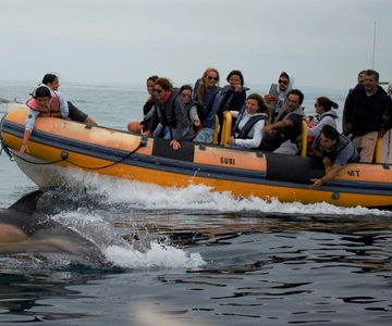 Peniche: Dolphin Route Boat Trip