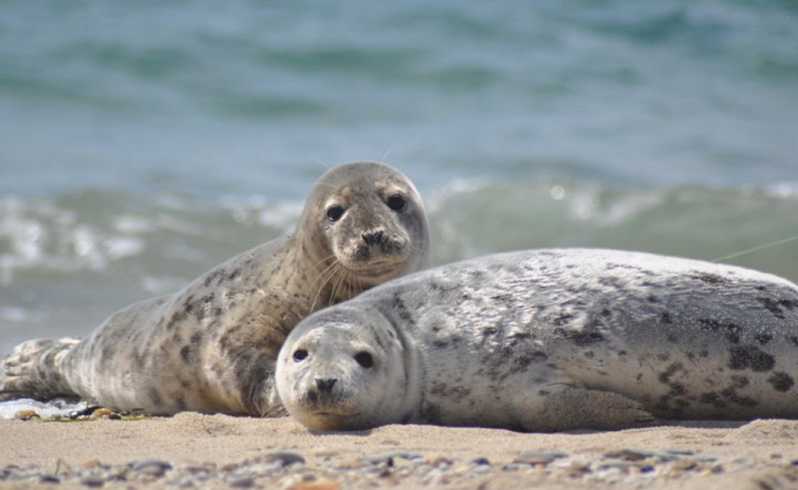 List/Sylt: Guided Seal-Watching Cruise on a Rustic Boat