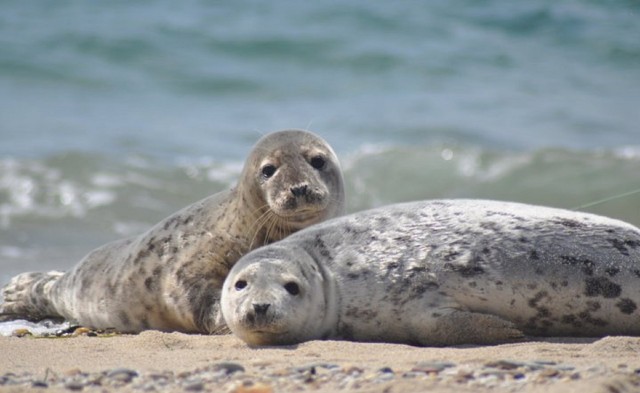 Visit List/Sylt Guided Seal-Watching Cruise on a Rustic Boat in Abidjan