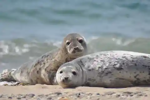 List/Sylt: Geführte Robbenbeobachtungstour auf einem rustikalen Boot