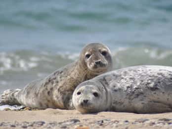 List/Sylt: Guided Seal-Watching Cruise on a Rustic Boat