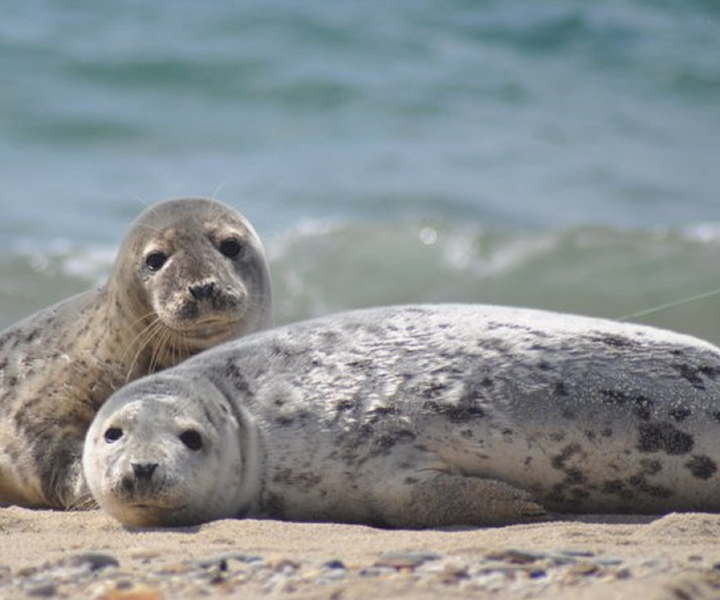 List/Sylt: Guided Seal-Watching Cruise on a Rustic Boat