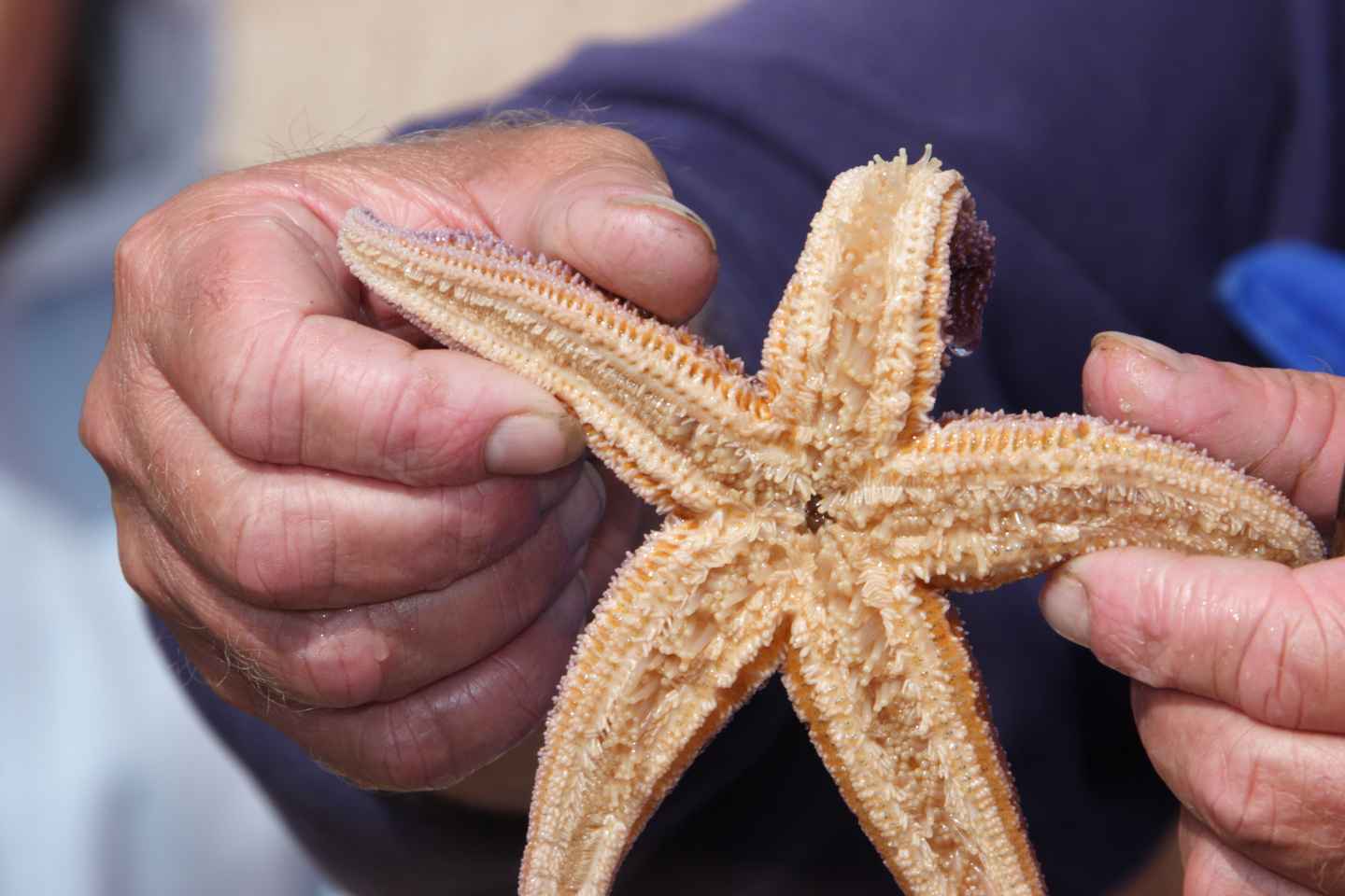 List/Sylt: Guided Seal-Watching Cruise on a Rustic Boat