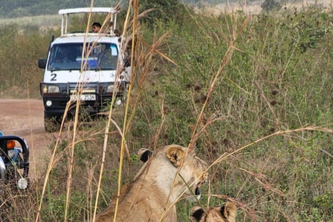 Nairobi: passeio de meio dia no Parque NacionalNairobi: tour privado de meio dia no Parque Nacional