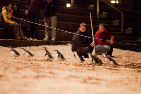 Melbourne : visite de Phillip Island et parade des pingouins