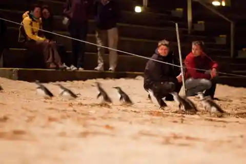 Melbourne: Phillip Island Tour e Penguin Parade