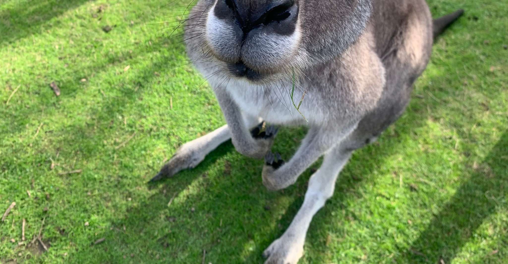 Melbourne: Phillip Island Tour & Penguin Parade photo 4