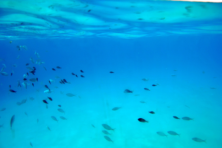 马略卡岛：乘船前往 Dragonera 岛和 Andratx 港帕格拉会面地点