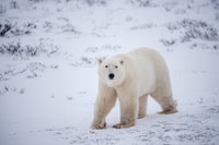 Churchill, Exclusiva excursión de un día a Tundra Buggy - Hizvo